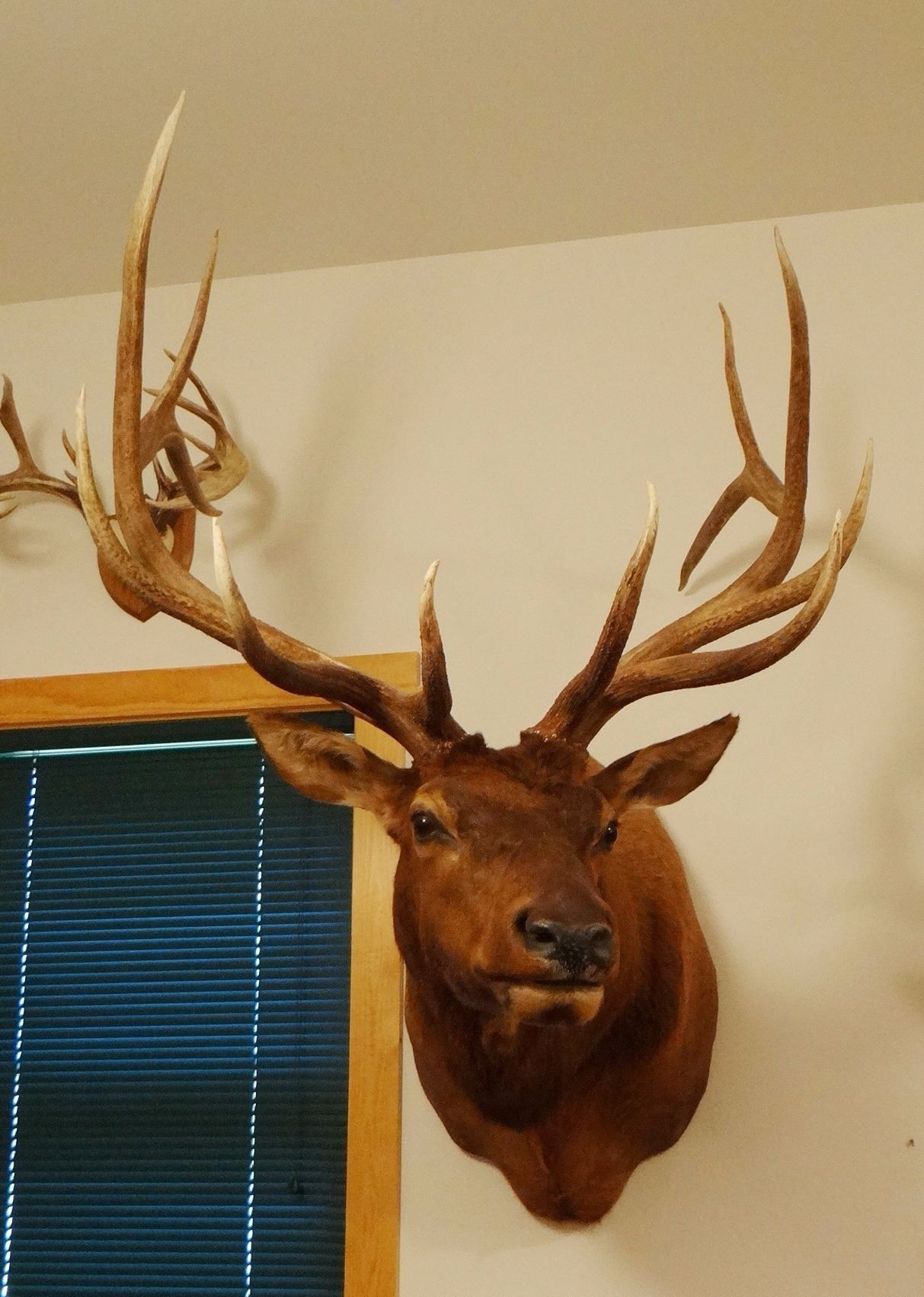 Rocky Mountain Elk shoulder mount, 6x6