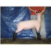 Ewe Lamb (Jan)