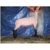 Wether Lamb (Jan)