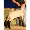 Burson Club Lambs