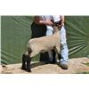 Thompson Brothers Ky143-0445 Wether