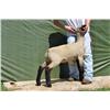 Thompson Brothers Ky143-0450 Wether
