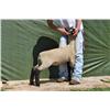 Thompson Brothers Ky143-0472 Wether