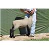 Thompson Brothers Ky143-0458 Wether