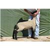 Thompson Brothers Ky143-0464 Wether