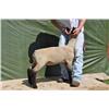 Thompson Brothers Ky143-0442 Ewe Lamb