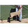 Thompson Brothers Ky143-0473 Ewe Lamb