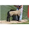 Thompson Brothers Ky143-0463 Ewe Lamb