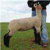 Alred & Elliott Club Lambs