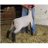Samber Club Lambs