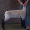 Lambright Club Lambs