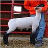 Wattonville Club Lambs