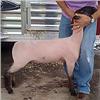 Wattonville Club Lambs