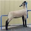MacLennan Club Lambs