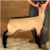 Rule Sheep Company