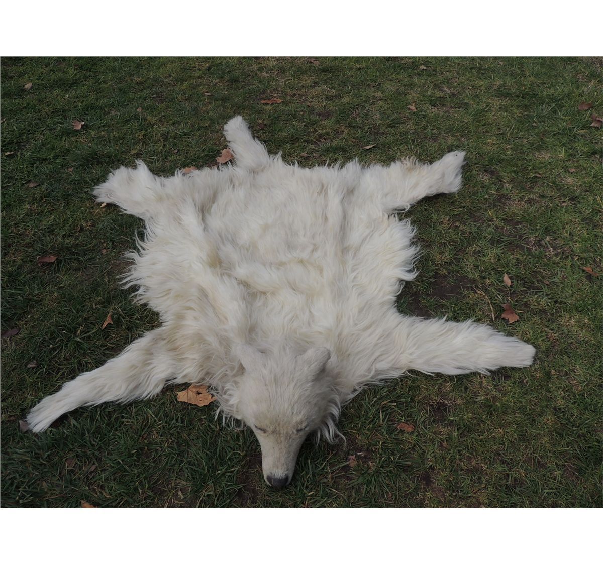 Indian Wolf Skin Ceremonial Throw Rug Or Headdress 1 Wearable Full Indian Wolf Skin Ceremonial Throw Rug Or Headdress 1 Wearable Full Faux Pelt With Head Hat