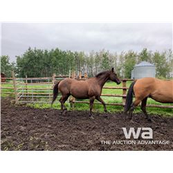 DODGER - 2007 CHOCOLATE DUN GELDING