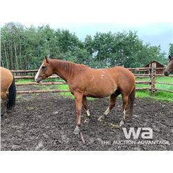 FRANK - 2010 SORREL GELDING