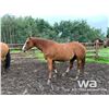 Image 1 : FRANK - 2010 SORREL GELDING