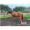 Image 2 : FRANK - 2010 SORREL GELDING