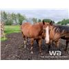 Image 3 : FRANK - 2010 SORREL GELDING