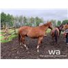 Image 4 : FRANK - 2010 SORREL GELDING