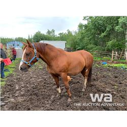 JESSE - 2009 SORREL GELDING