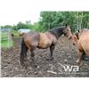 Image 3 : CRICKET - 2013 BAY MARE