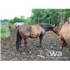 Image 4 : CRICKET - 2013 BAY MARE