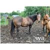Image 5 : CRICKET - 2013 BAY MARE