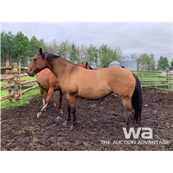 PISTOL - 2012 BUCKSKIN MARE