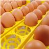 Image 11 : EGG INCUBATOR