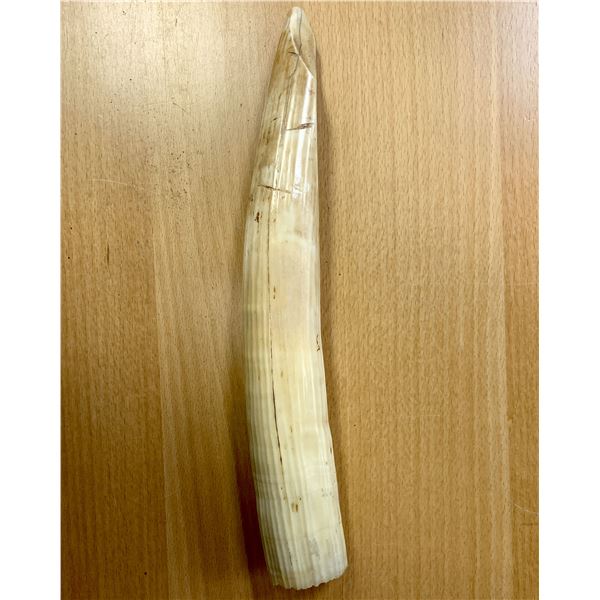 AFRICA: hippopotamus tooth (569g), Choice VF
