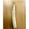 Image 1 : AFRICA: hippopotamus tooth (569g), Choice VF