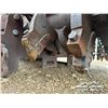 Image 15 : 2022 SEPPI STARSOIL 2 MEC 250 3PT MULCHER