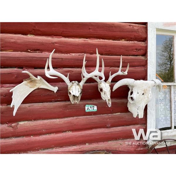 (2) WHITE TAIL HORNS & SKULLS, MOOSE HORN & BULL