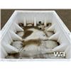 Image 5 : WHITE POLY SPILL CATCHER