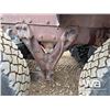 Image 54 : 2000 KENWORTH T800B T/A SLEEPER TRUCK TRACTOR