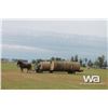 Image 19 : PIONEER HORSE DRAWN 4 BALE TRANSPORT