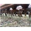 Image 10 : 2005 MASCHIO 4500 ROTARY HARROW