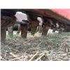Image 8 : 2005 MASCHIO 4500 ROTARY HARROW