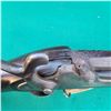 Image 30 : Rare Original Confederate Musket known as Model 1855