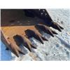 Image 7 : SMS PC290-250 40 IN. EXCAVATOR DIGGING BUCKET