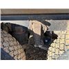 Image 37 : 2021 WESTERN STAR 4900SB TRI/A DUMP TRUCK